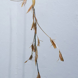 La obra habla de....