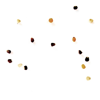 La obra habla de....